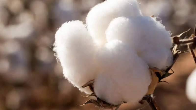 Organic Cotton
