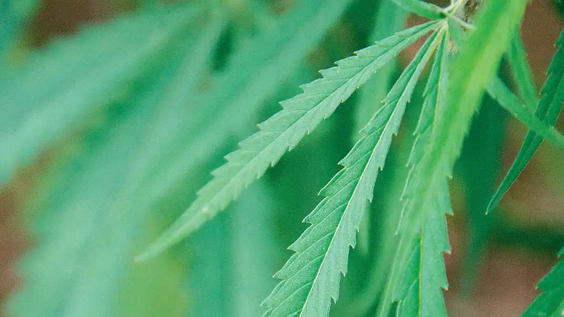 Industrial Hemp